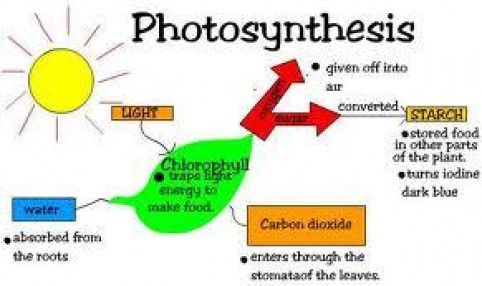 Photosynthetic electron transport and atp synthesis